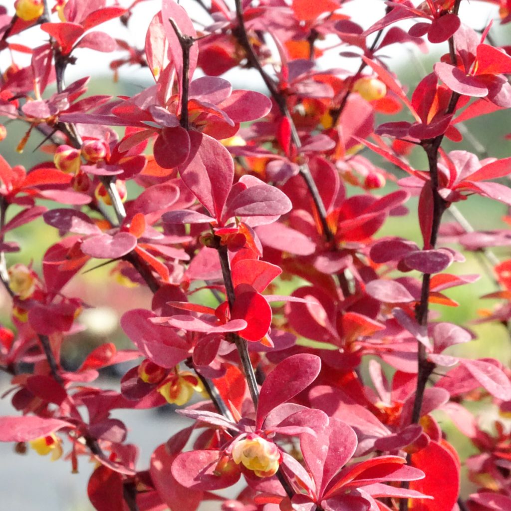 Berberis thunbergii Orange Rocket - Crespino giapponese