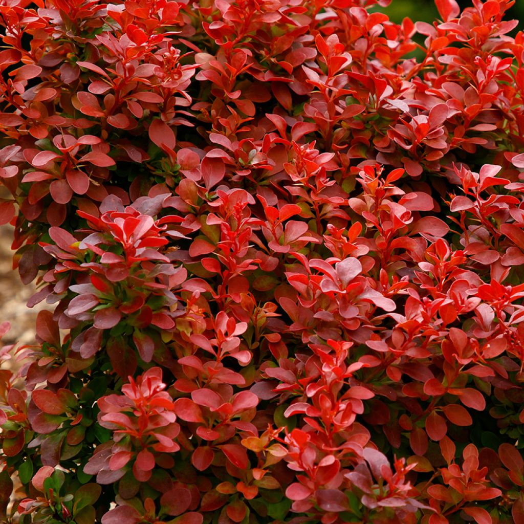 Berberis thunbergii Orange Rocket - Crespino giapponese