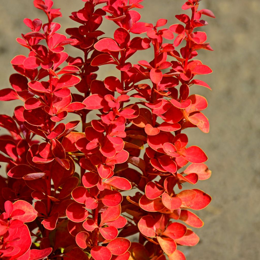 Berberis thunbergii Orange Rocket - Crespino giapponese