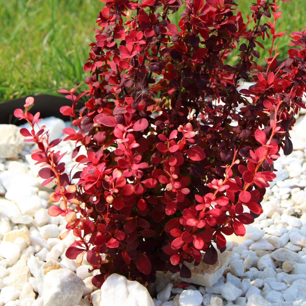 Berberis thunbergii Orange Rocket - Crespino giapponese