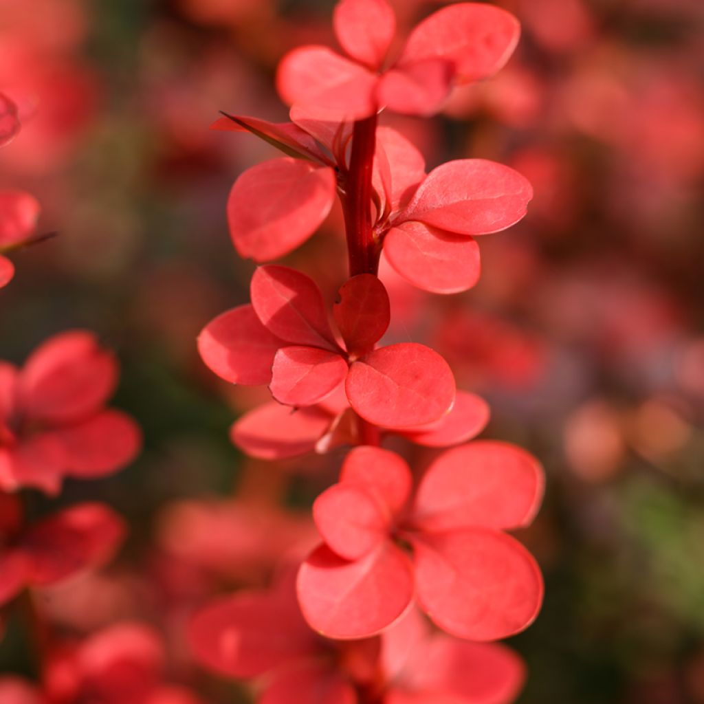 Berberis thunbergii Orange Rocket - Crespino giapponese