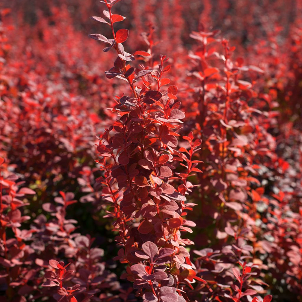 Berberis thunbergii Orange Rocket - Crespino giapponese