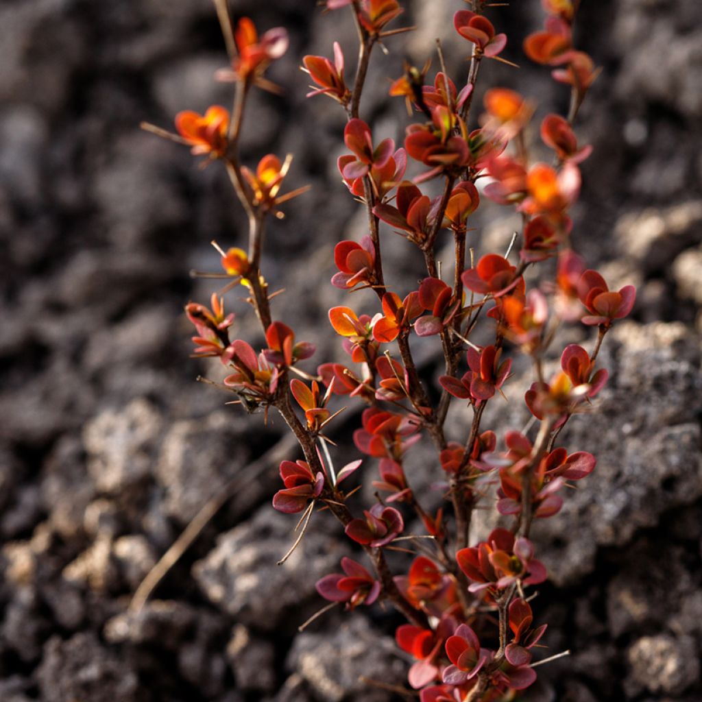 Berberis thunbergii Orange Rocket - Crespino giapponese