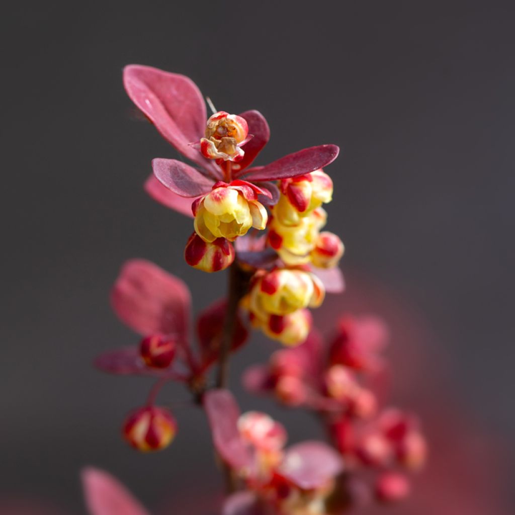 Berberis thunbergii Orange Rocket - Crespino giapponese