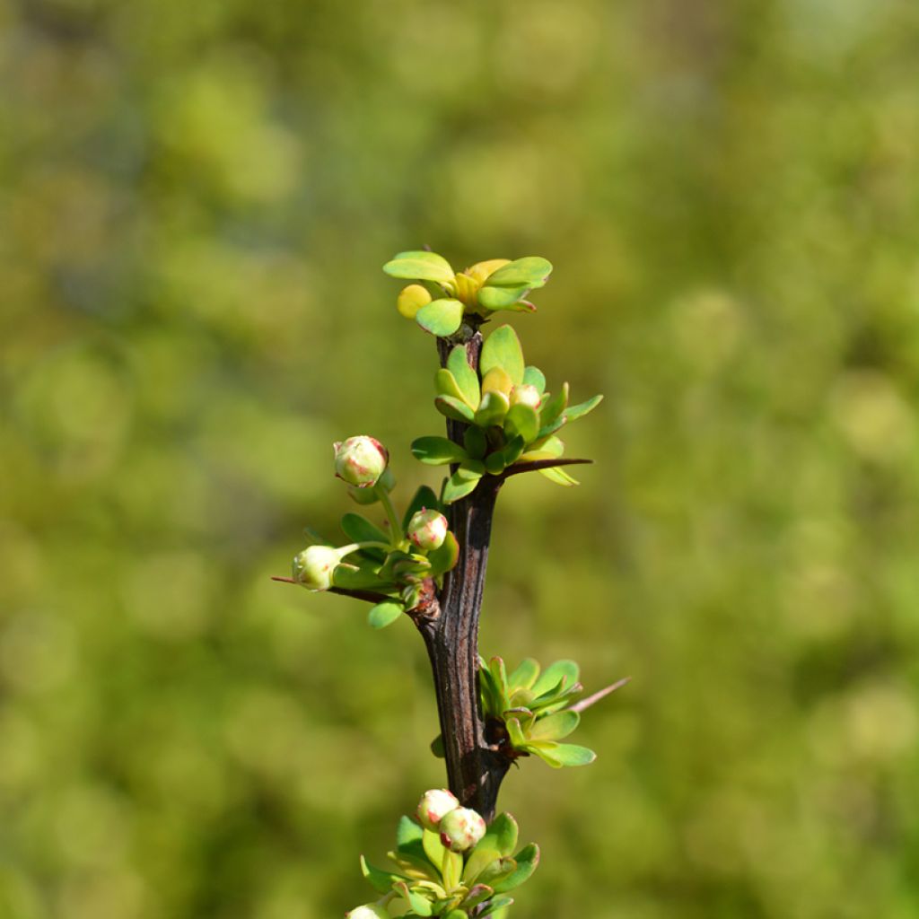 Berberis thunbergii Powwow - Crespino giapponese