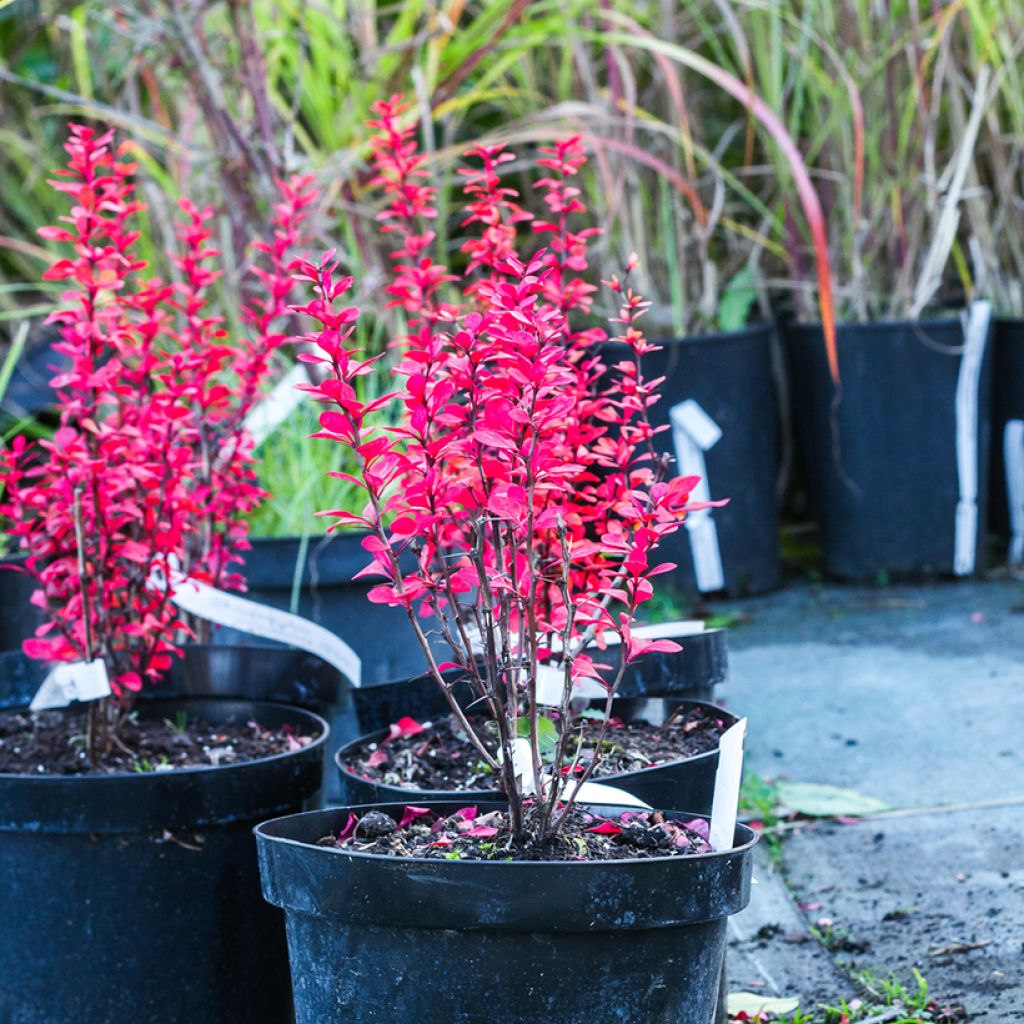 Berberis thunbergii Powwow - Crespino giapponese