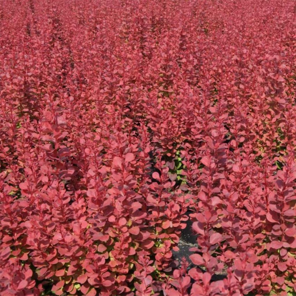 Berberis thunbergii Rosy Rocket - Crespino giapponese