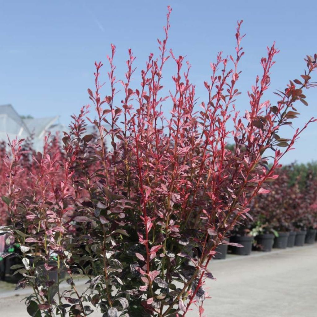 Berberis thunbergii Rosy Rocket - Crespino giapponese