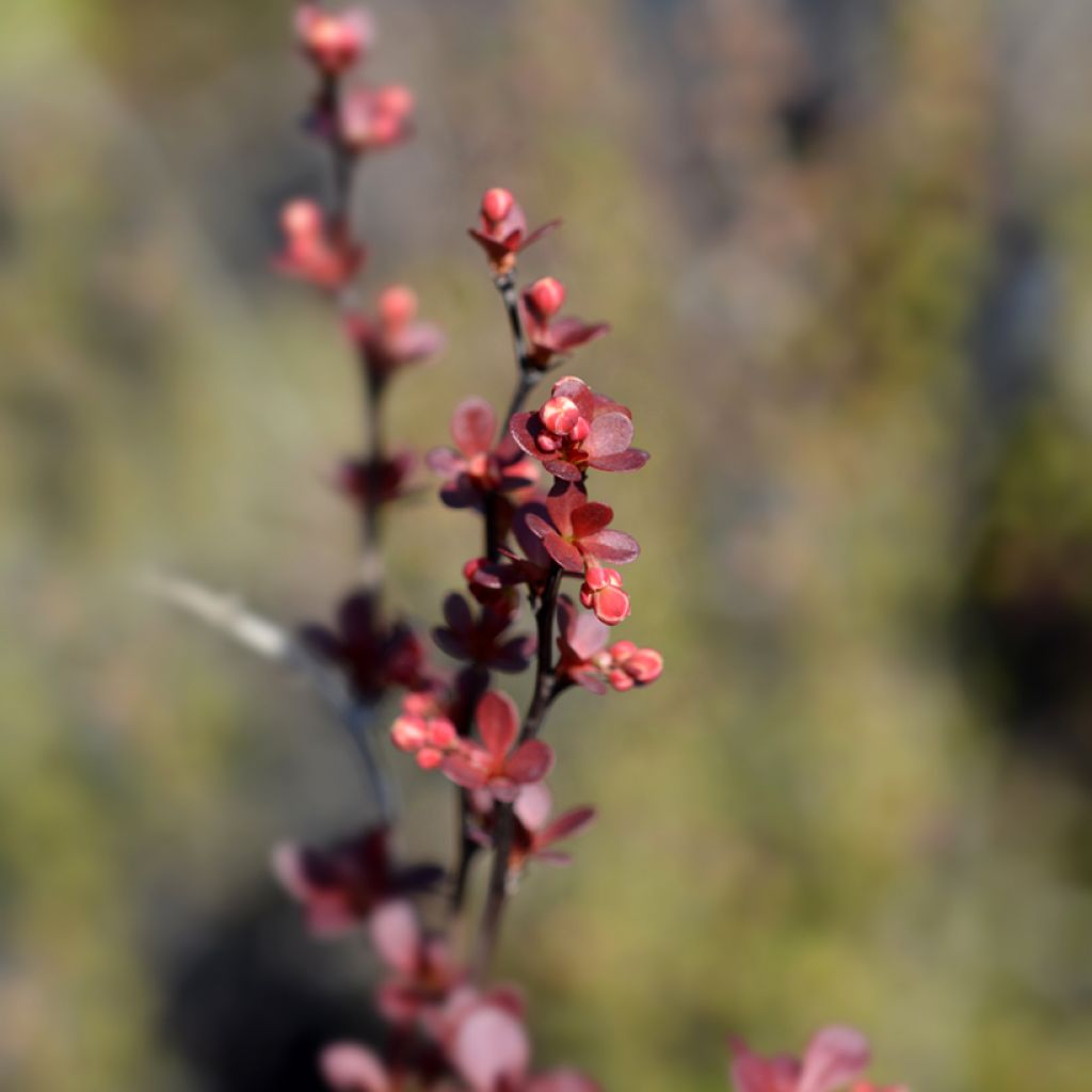 Berberis thunbergii Rosy Rocket - Crespino giapponese