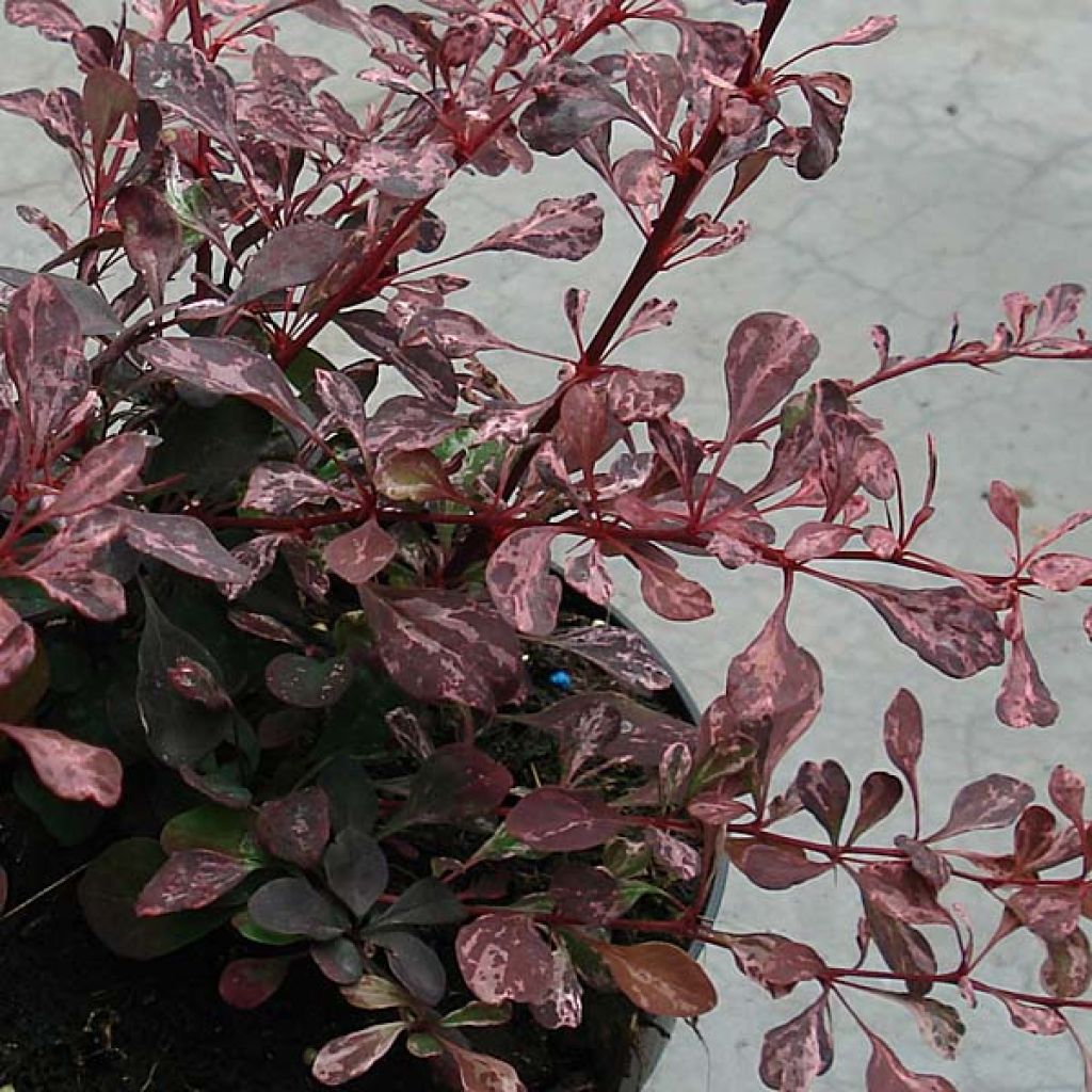 Berberis thunbergii Rosy Glow - Crespino giapponese