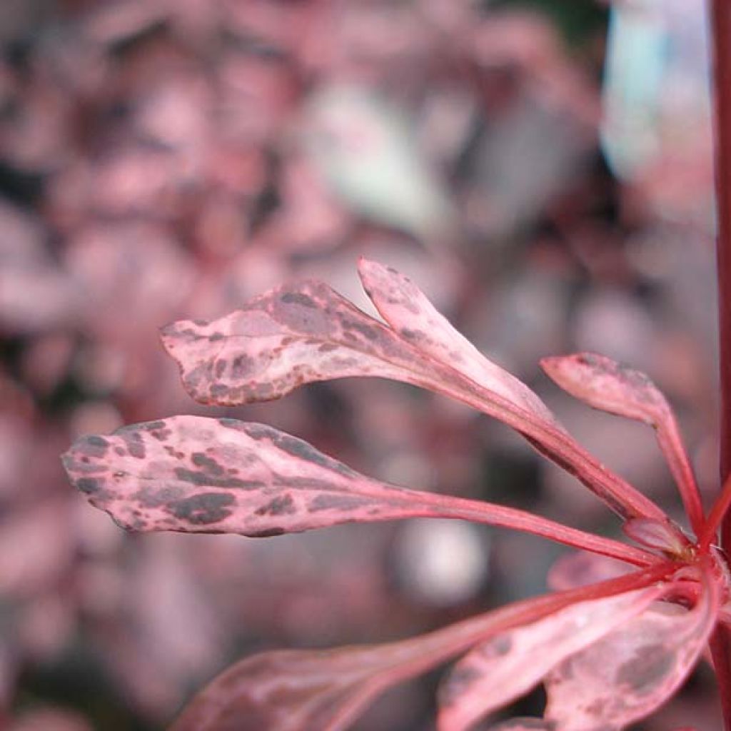 Berberis thunbergii Rosy Glow - Crespino giapponese