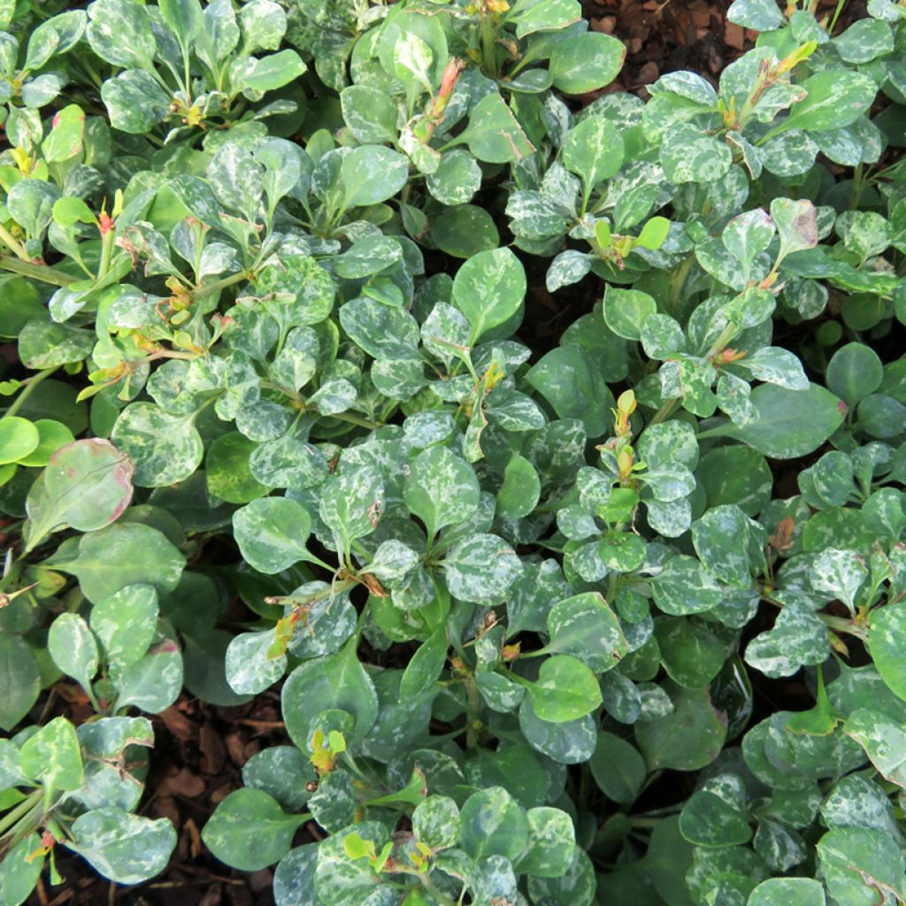 Berberis thunbergii Silver Beauty - Crespino giapponese