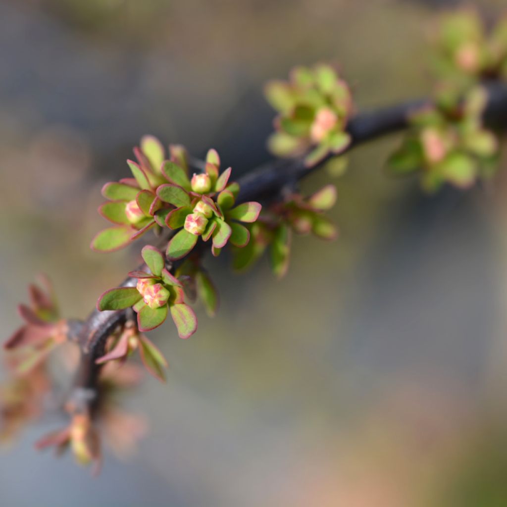 Berberis thunbergii Silver Beauty - Crespino giapponese