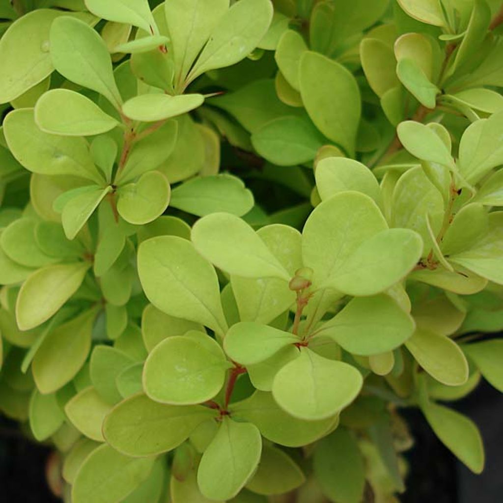 Berberis thunbergii Tiny Gold - Crespino giapponese