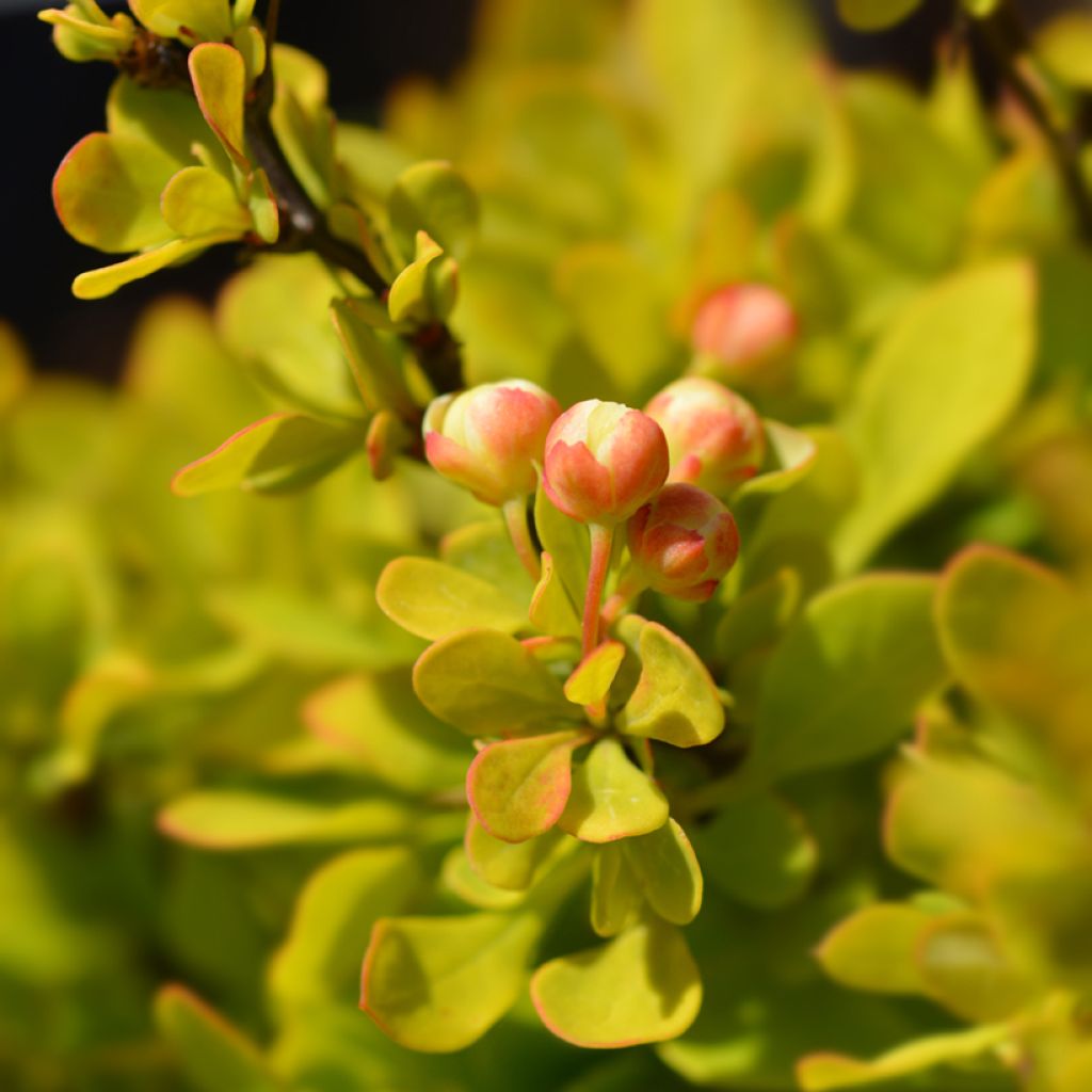 Berberis thunbergii Tiny Gold - Crespino giapponese