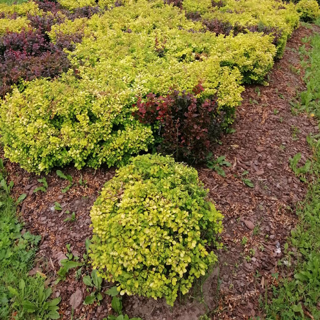 Berberis thunbergii Tiny Gold - Crespino giapponese