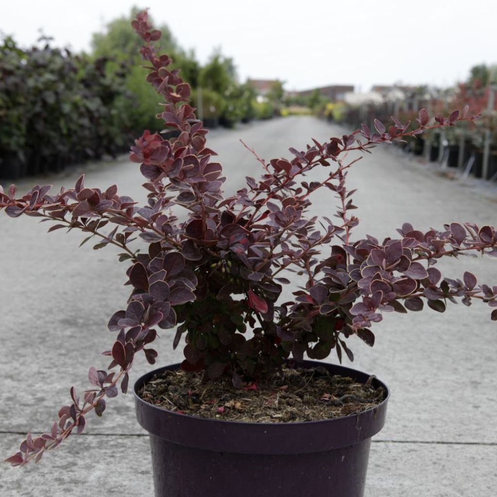 Berberis thunbergii Toscana - Crespino giapponese