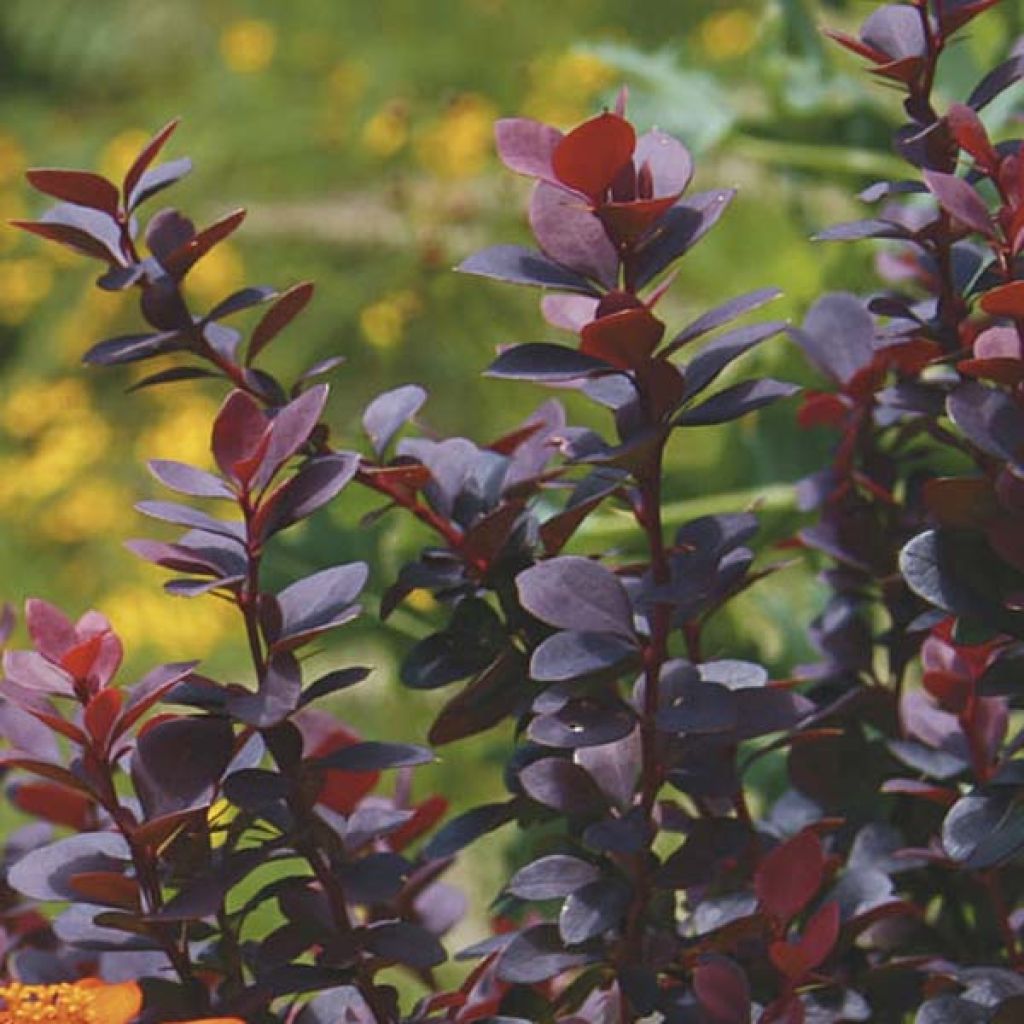 Berberis thunbergii Bagatelle - Crespino giapponese