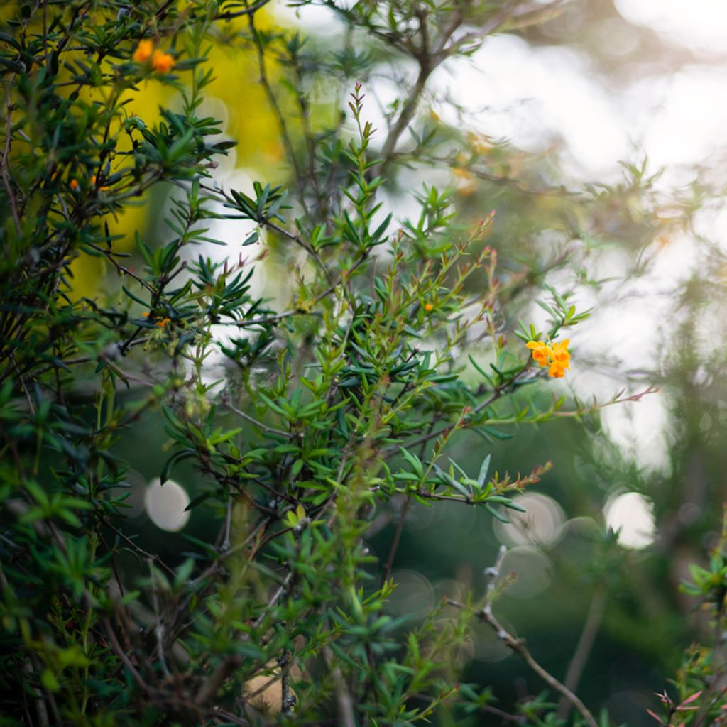 Berberis stenophylla - Crespino