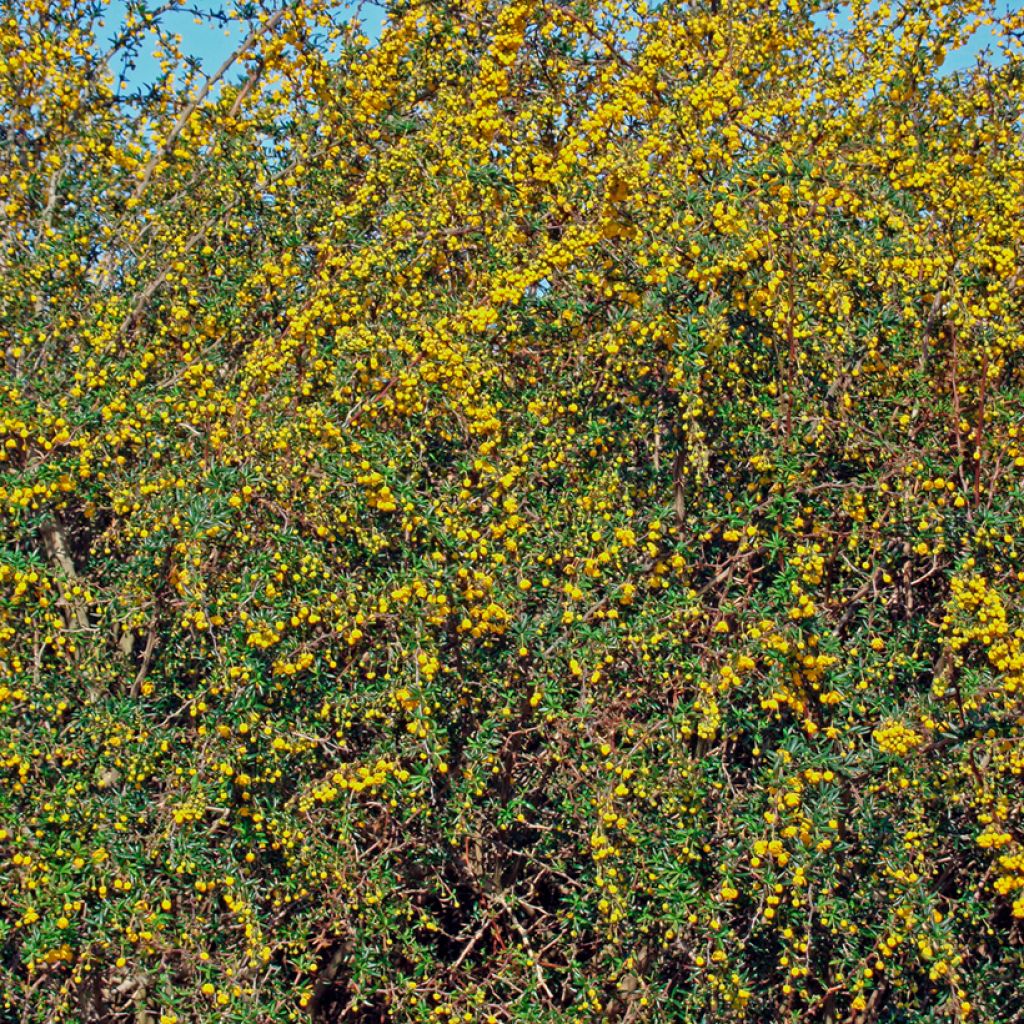 Berberis stenophylla - Crespino