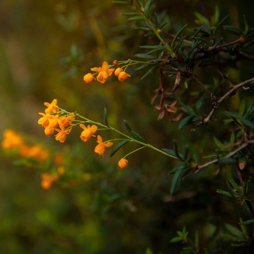 Berberis stenophylla - Crespino