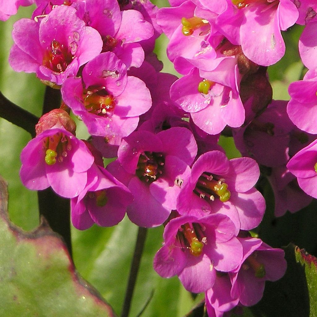 Bergenia Bartok - Plante des savetiers