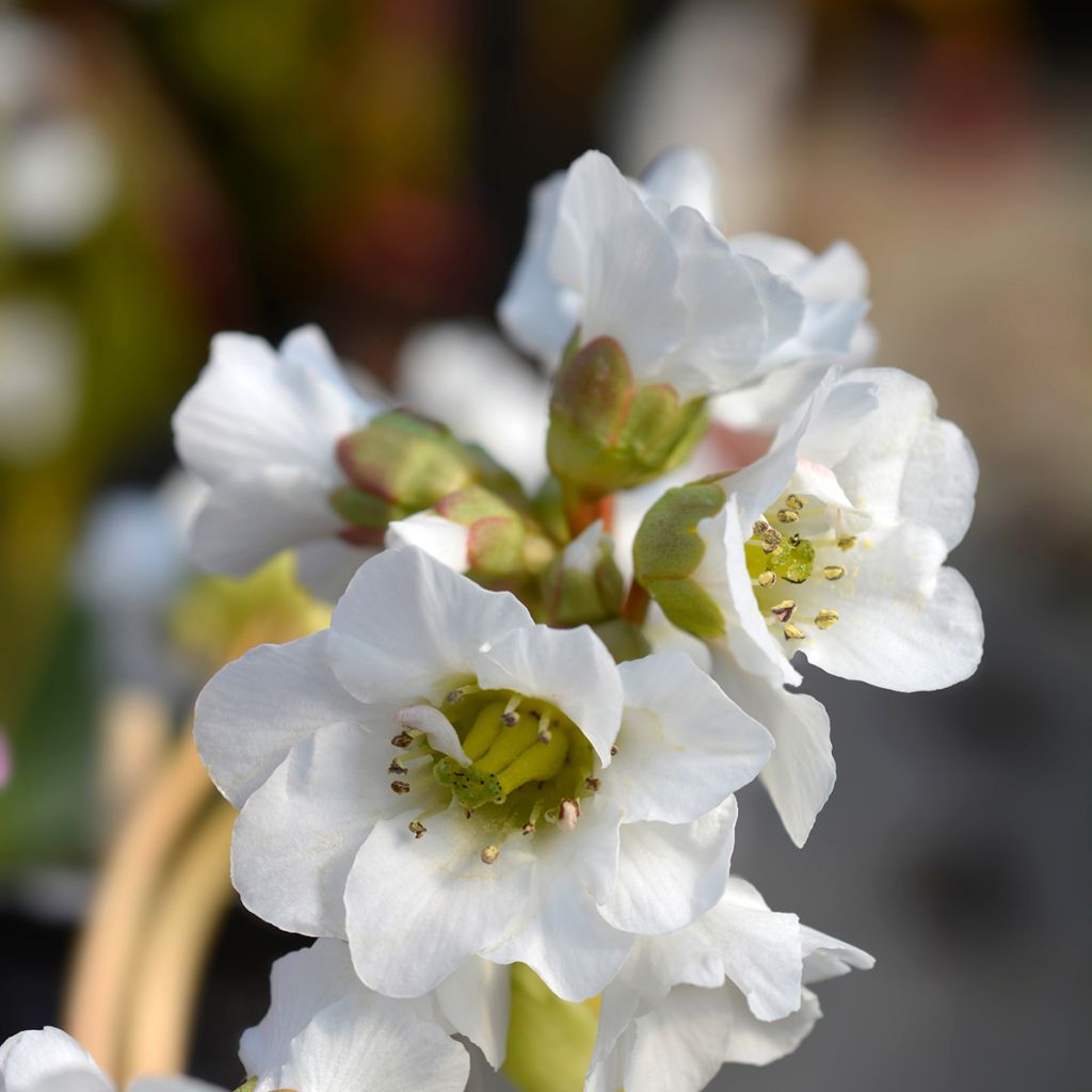 Bergenia Bressingham White