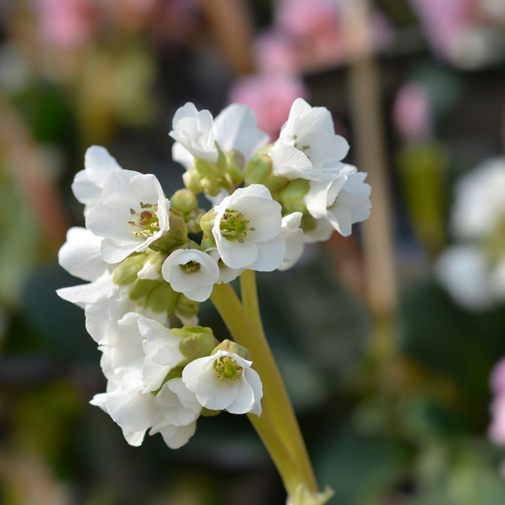 Bergenia Bressingham White