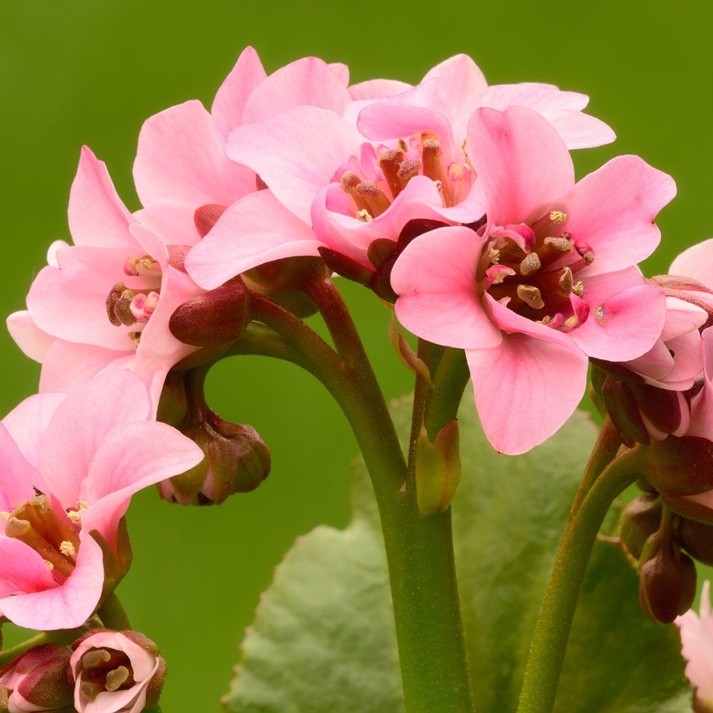 Bergenia cordifolia Dragonfly Sakura