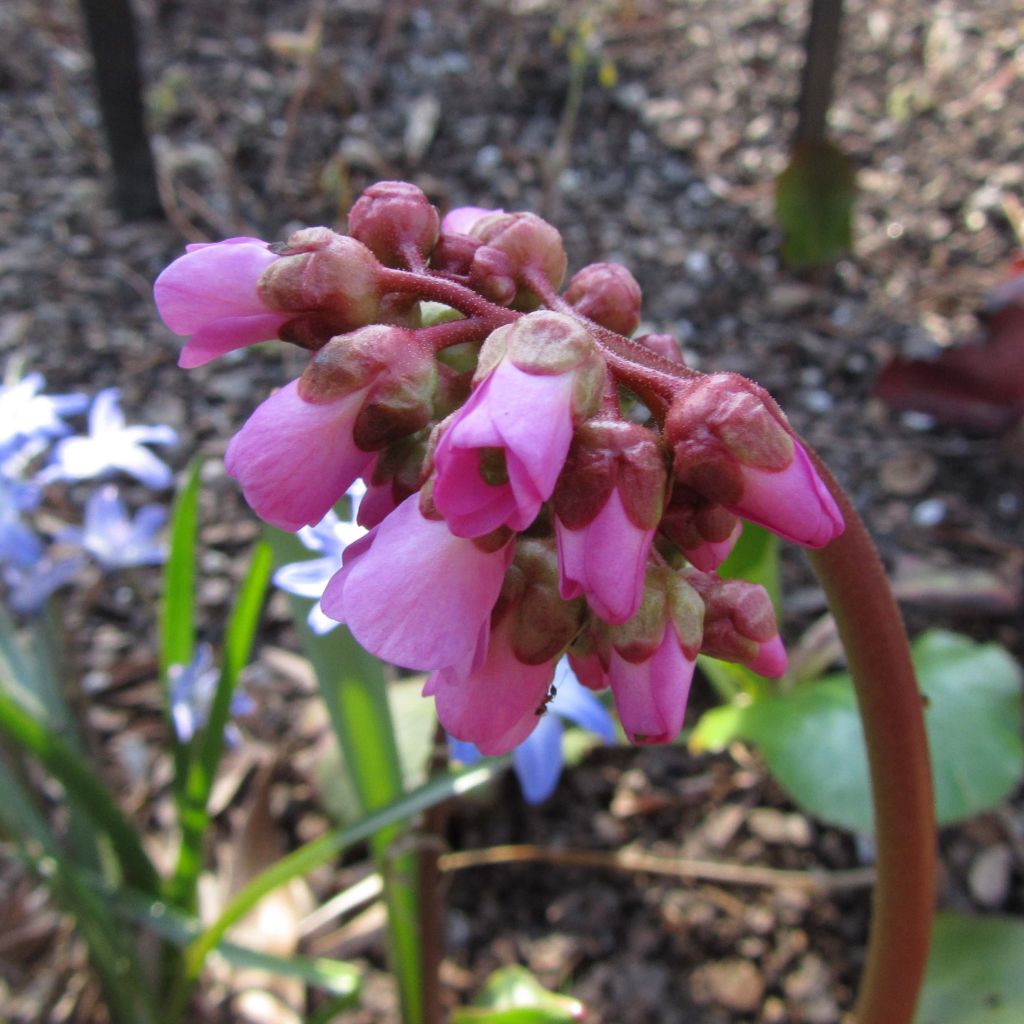 Bergenia Eden's Magic Giant