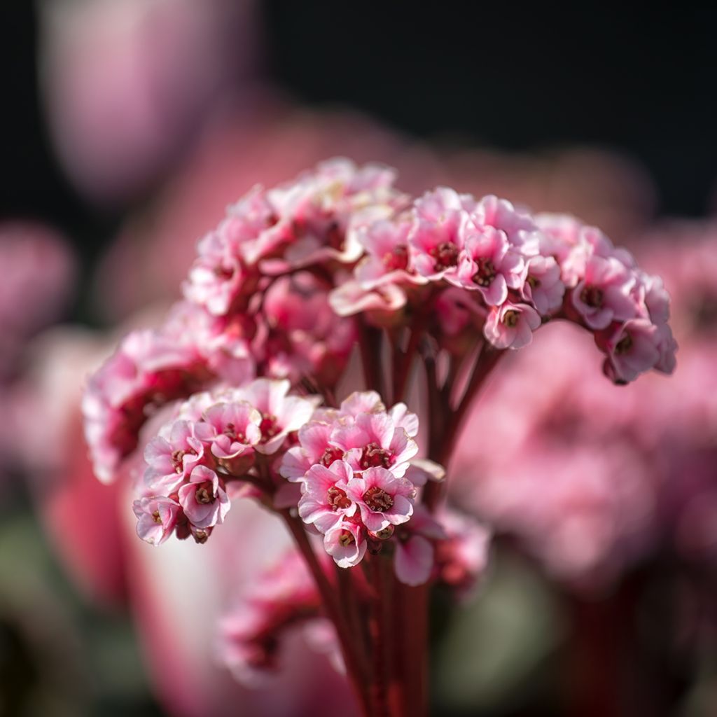 Bergenia Eden's Magic Giant