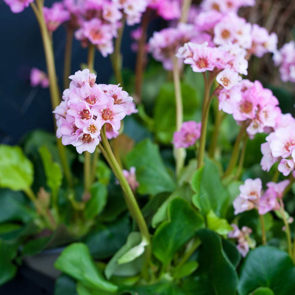 Bergenia Baby Doll