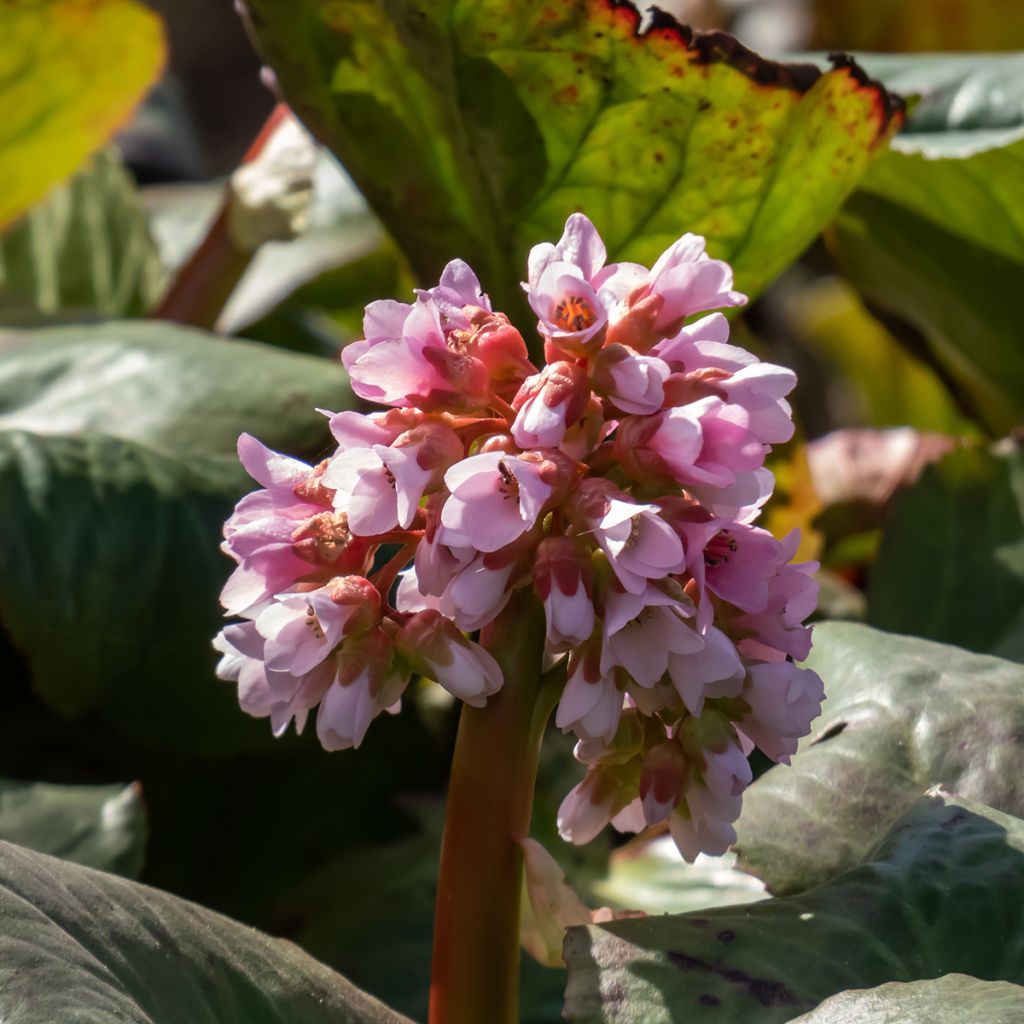 Bergenia Baby Doll