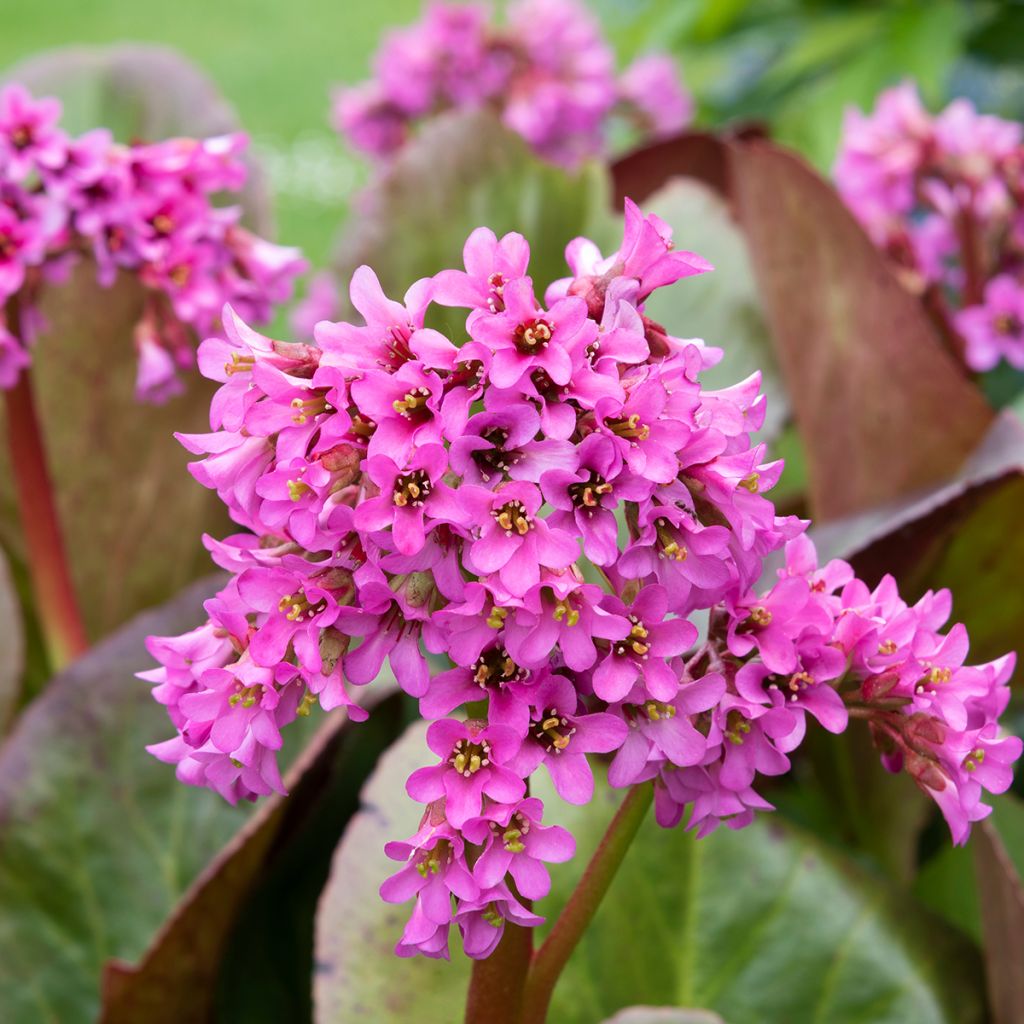 Bergenia cordifolia Morgenrote