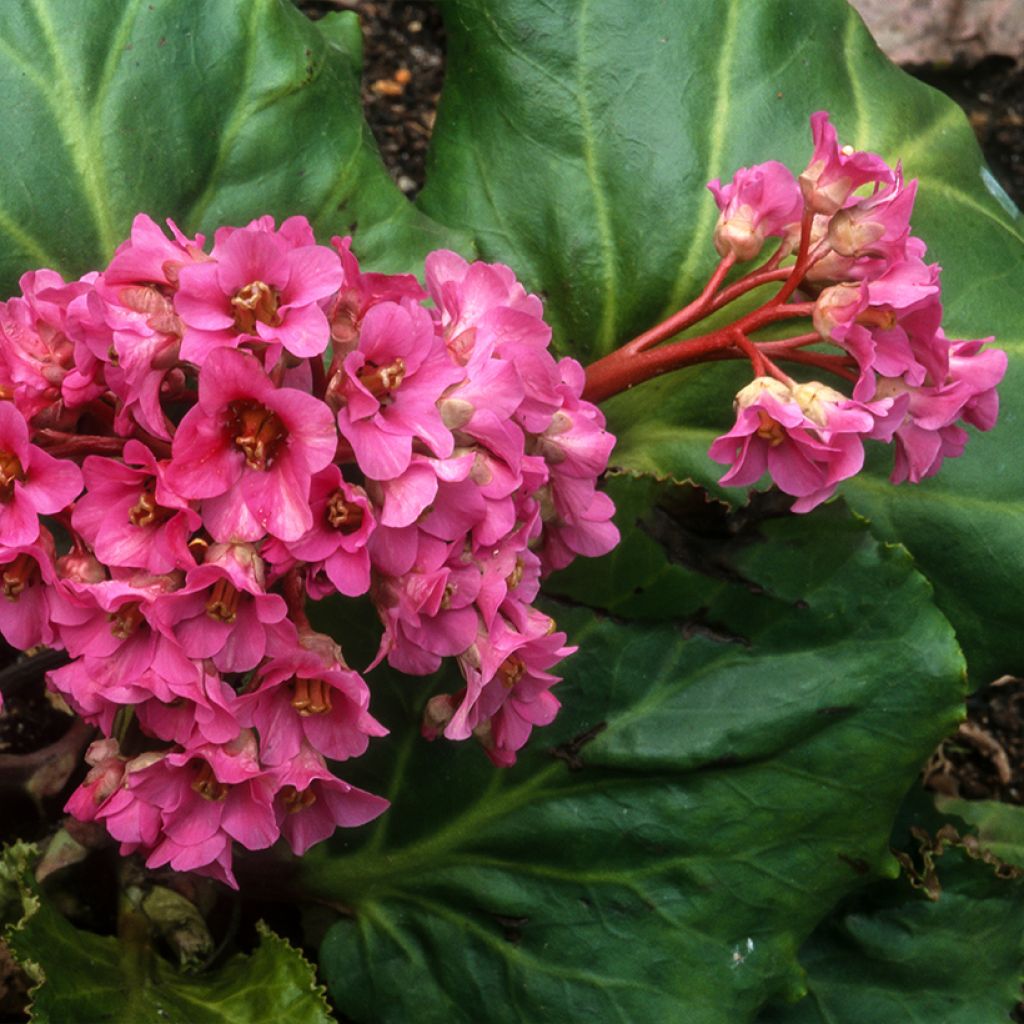 Bergenia cordifolia Morgenrote