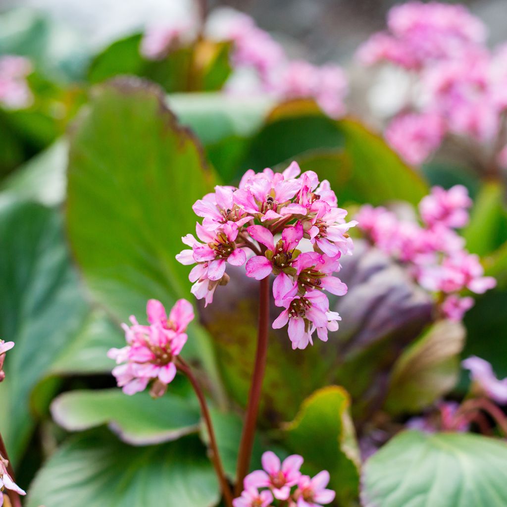 Bergenia cordifolia Rotblum