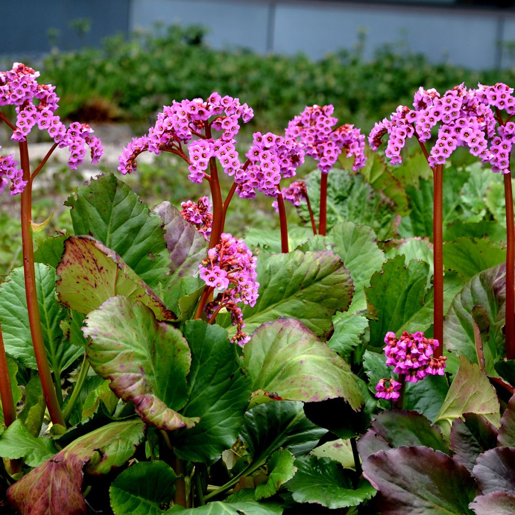 Bergenia cordifolia Rotblum