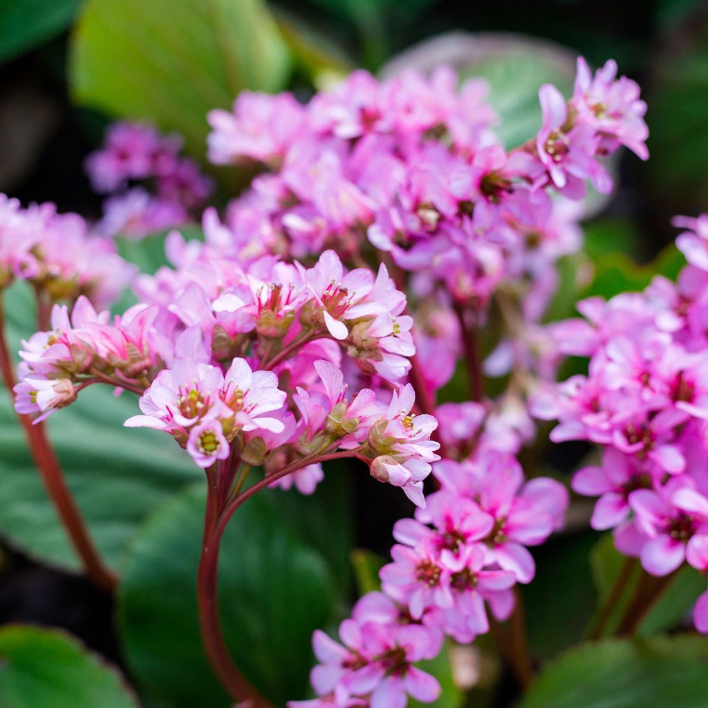 Bergenia cordifolia Rotblum