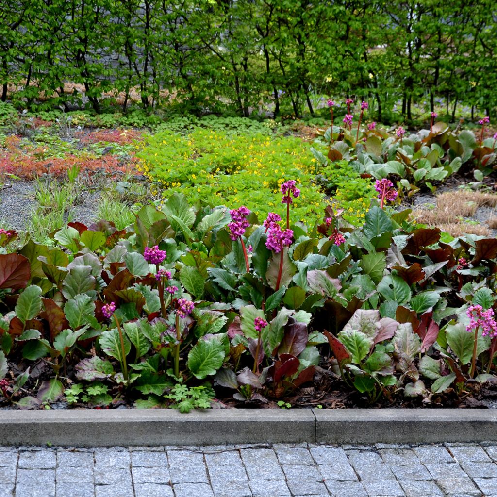 Bergenia cordifolia Rotblum