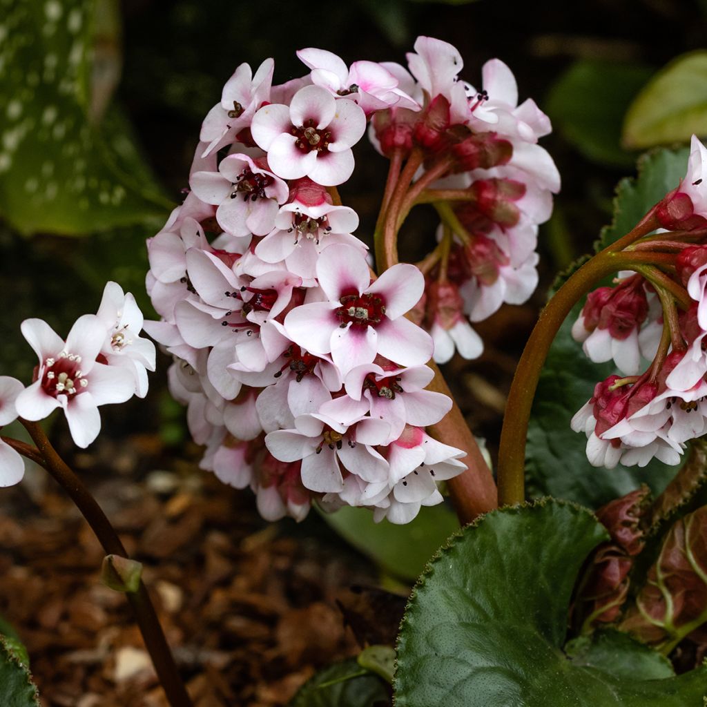 Bergenia ciliata