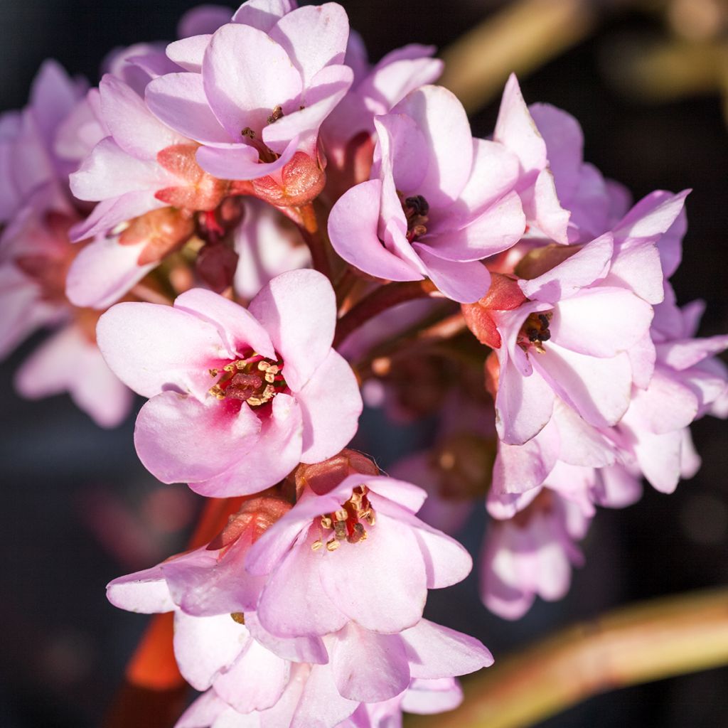 Bergenia ciliata