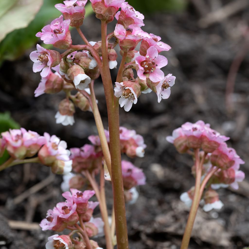 Bergenia ciliata