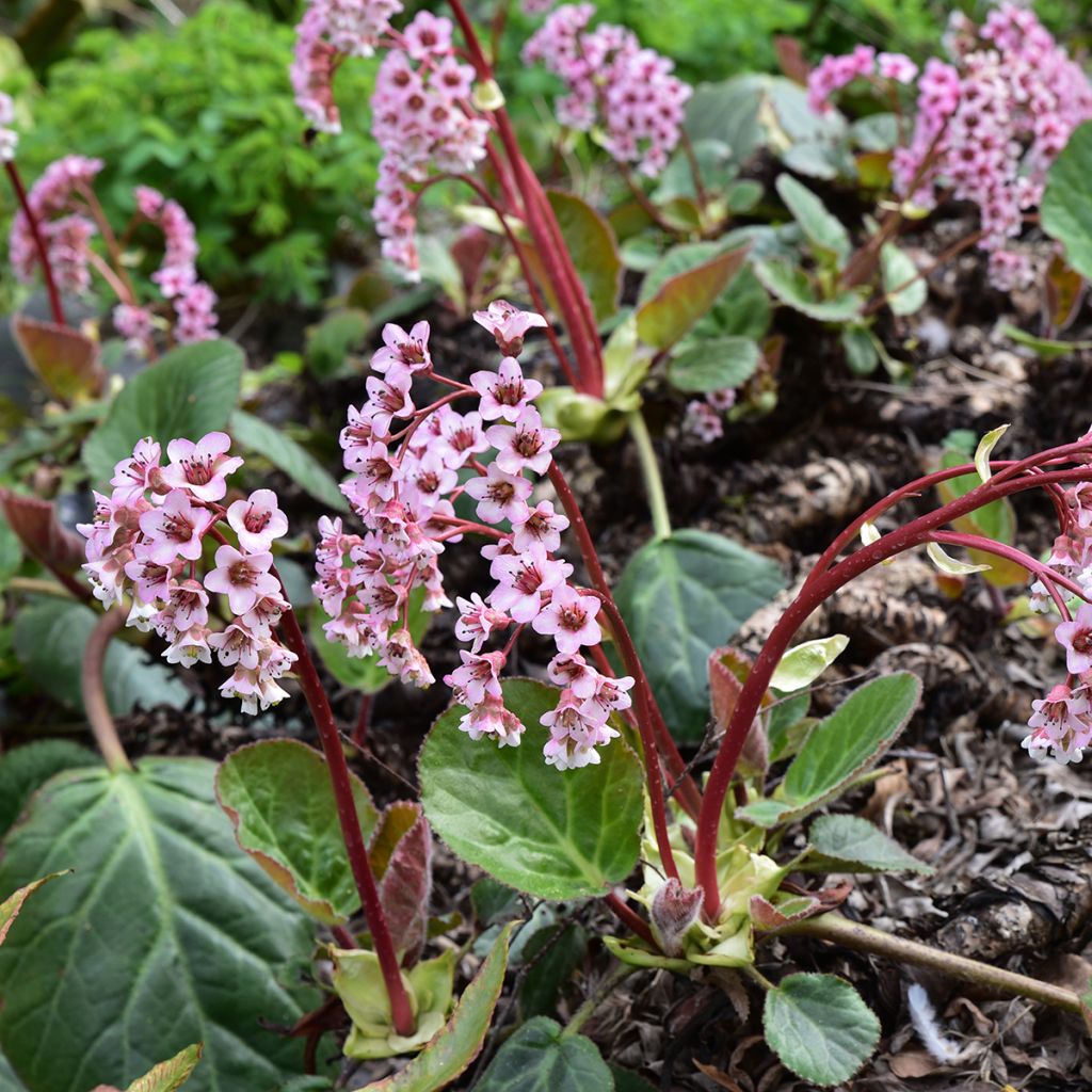 Bergenia ciliata