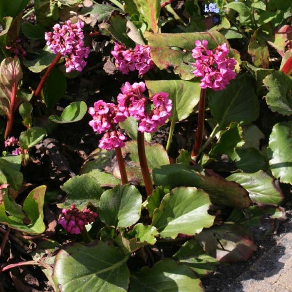 Bergenia Hybride Abendglut