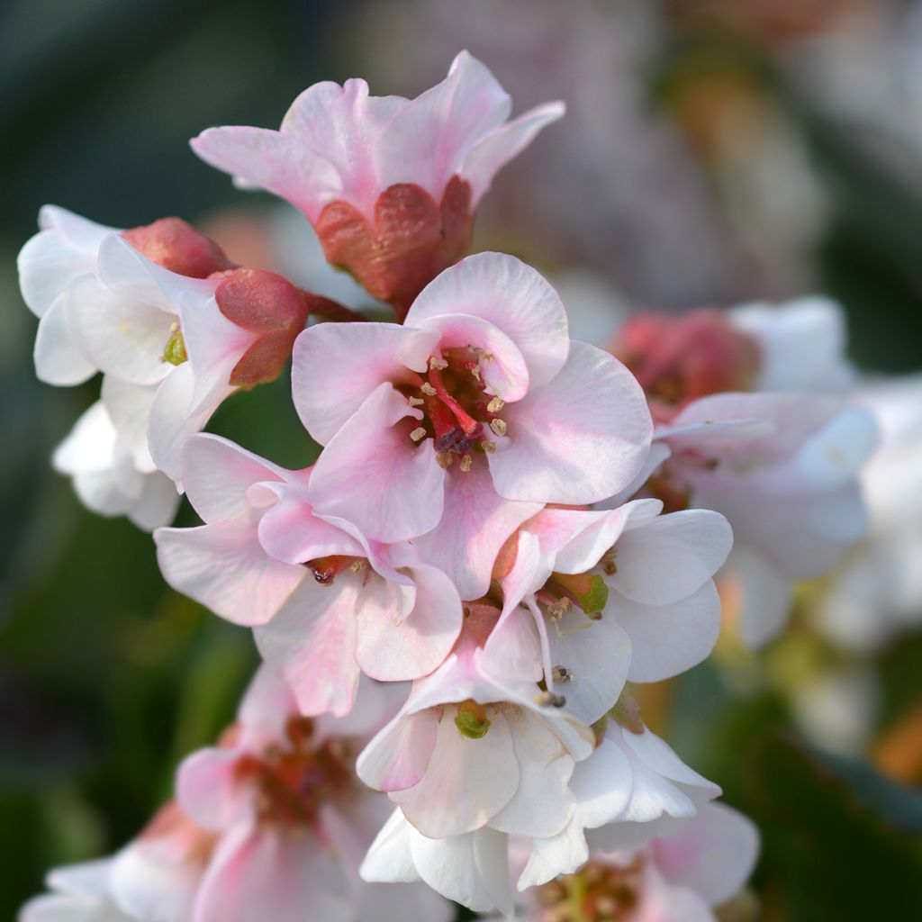 Bergenia Harzkristall