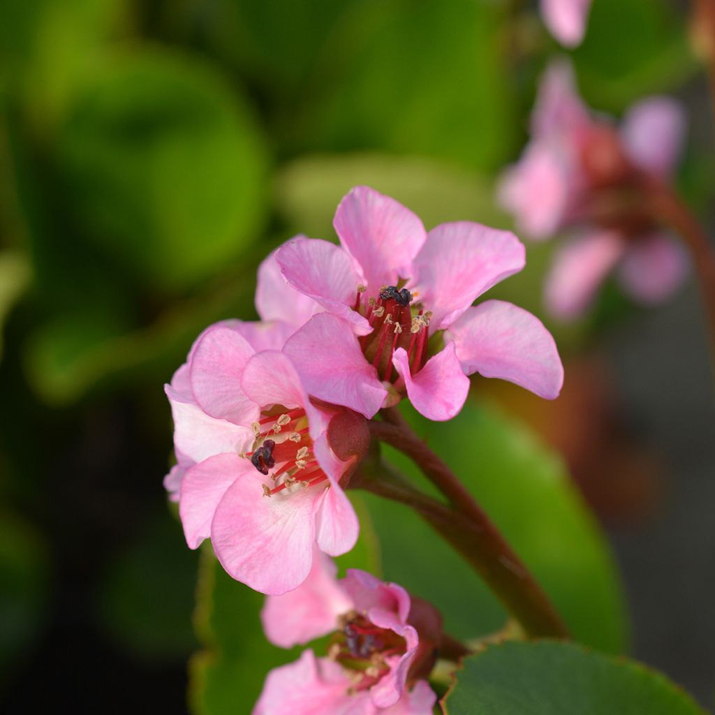 Bergenia Harzkristall