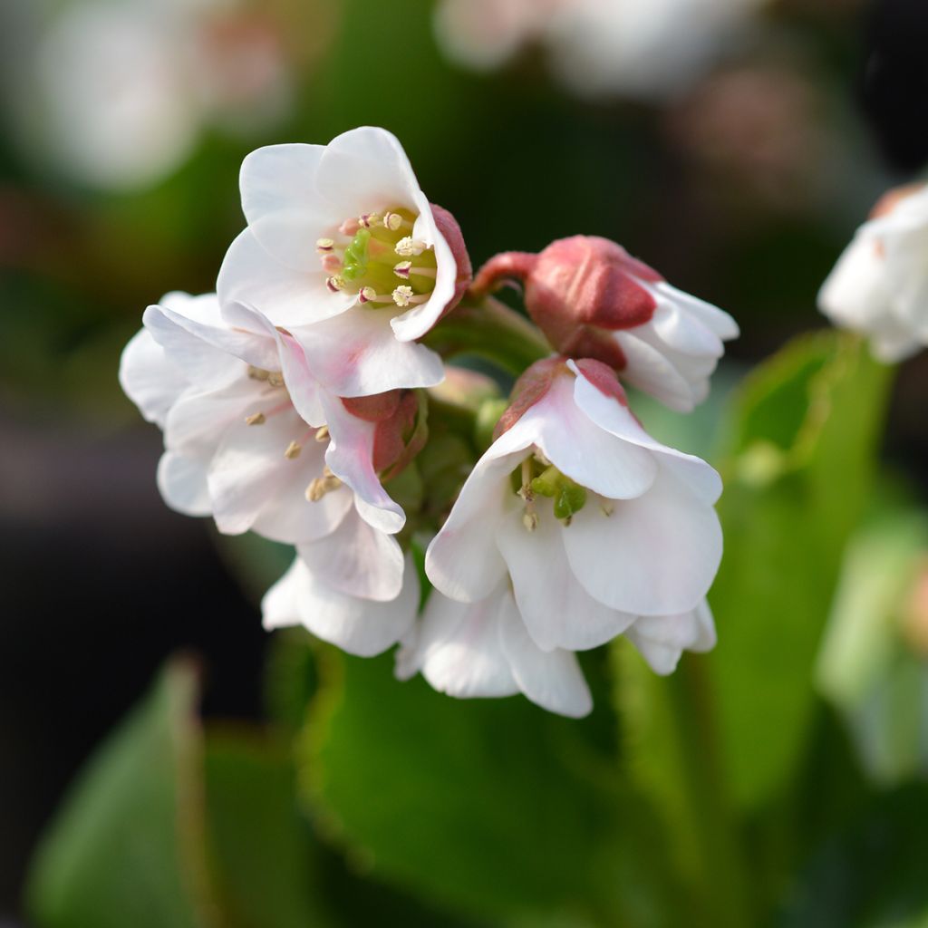 Bergenia Harzkristall