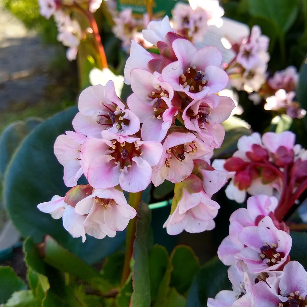 Bergenia Harzkristall