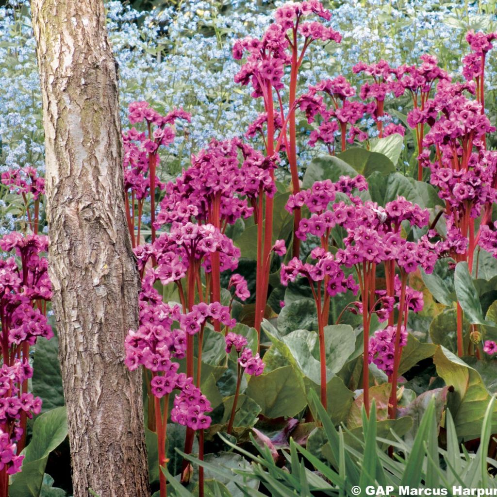 Bergenia purpurascens