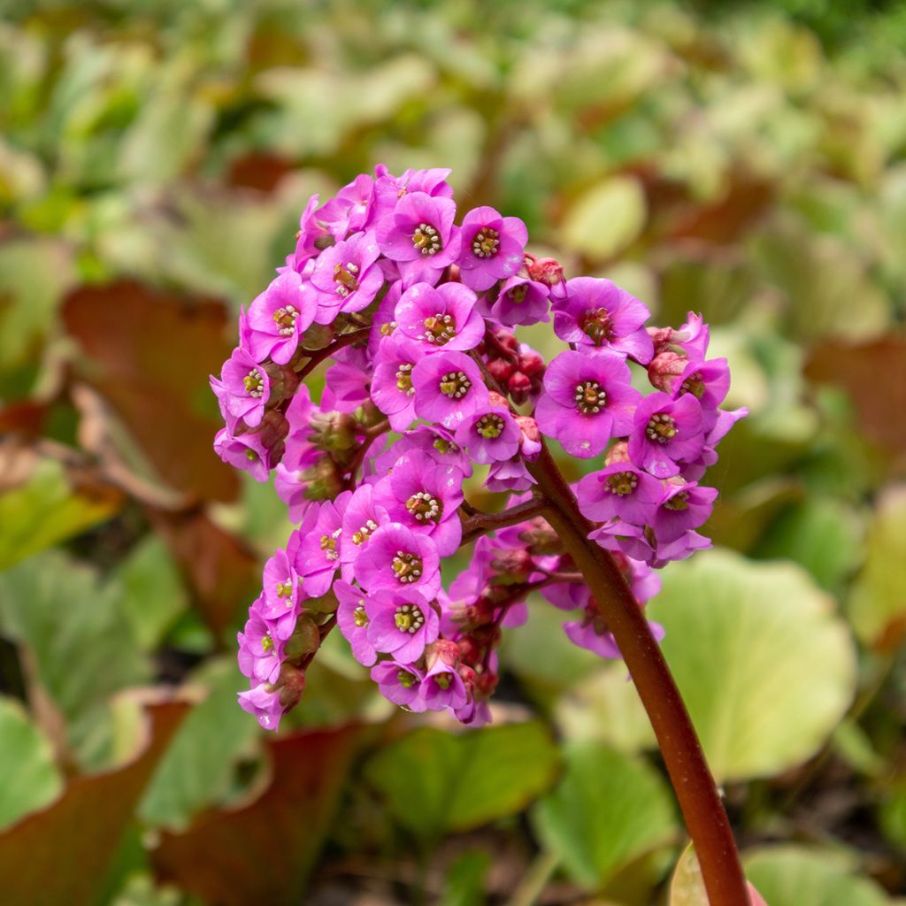 Bergenia purpurascens